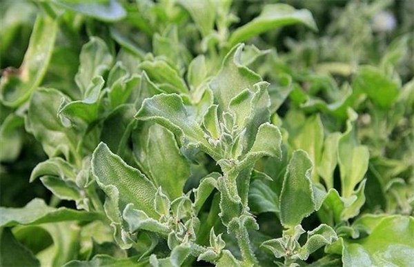 鉀含量7倍于香蕉！抗炎、抗氧化、保護心血管的蔬菜 很多人都沒吃過