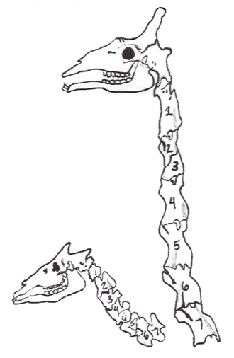 為什么其他脊椎動(dòng)物不停進(jìn)化出“蛇” 哺乳動(dòng)物卻沒(méi)有