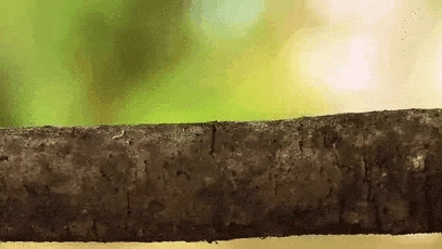 為什么其他脊椎動(dòng)物不停進(jìn)化出“蛇” 哺乳動(dòng)物卻沒(méi)有