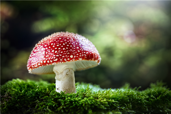 女子曬炒蘑菇視頻嚇壞網(wǎng)友 當(dāng)事人：沒毒