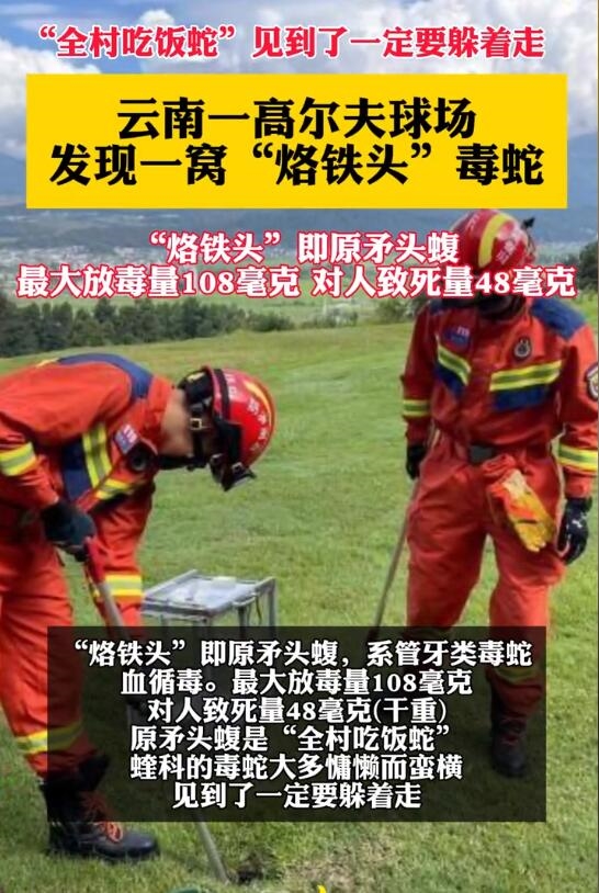 云南騰沖發(fā)現(xiàn)一窩烙鐵頭毒蛇：見到了一定要躲著走