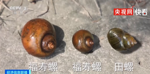 河南一地發(fā)現(xiàn)外來(lái)入侵物種福壽螺：誤食可致癡呆