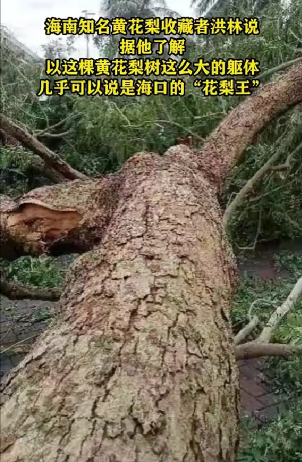 估價260萬！?？诨ɡ嫱踉谂_風中倒下 樹齡已60年