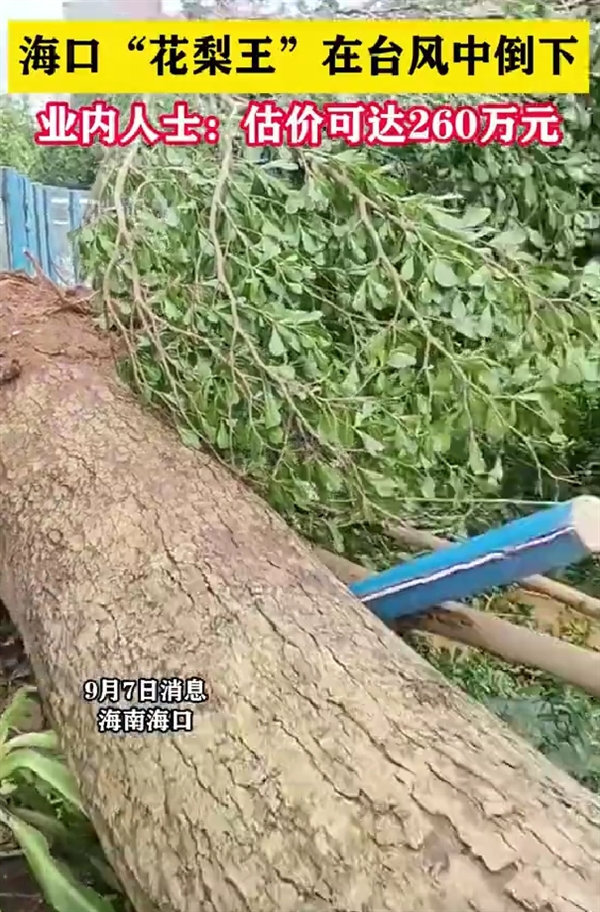 估價260萬！?？诨ɡ嫱踉谂_風中倒下 樹齡已60年