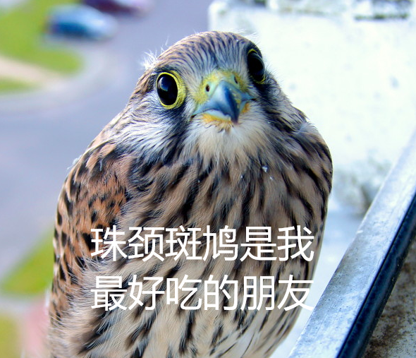 幾根樹枝就當(dāng)窩、還“隨地大小蛋”！這鳥也太“擺爛”了