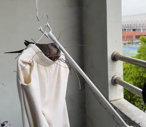 幾根樹(shù)枝就當(dāng)窩、還“隨地大小蛋”！這鳥(niǎo)也太“擺爛”了