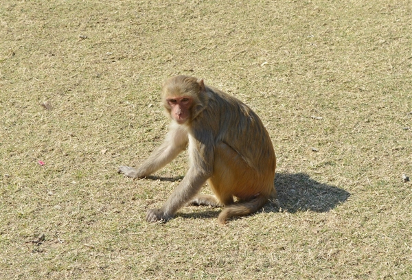 上海出現(xiàn)一只在逃嗎嘍：國家二級保護動物
