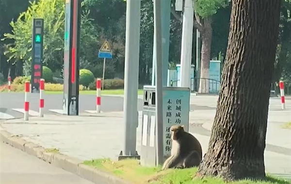 上海出現(xiàn)一只在逃嗎嘍：國家二級保護動物
