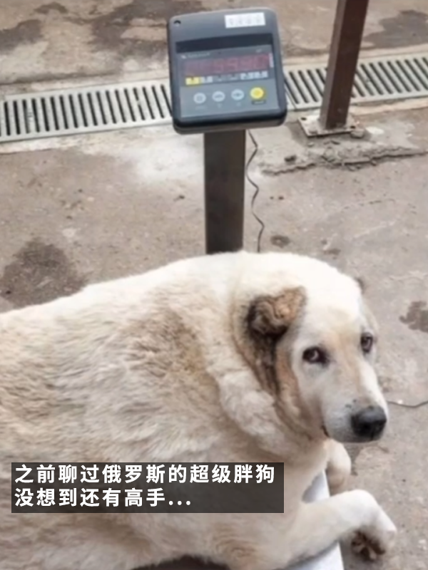 笑死！俄羅斯胖橘貓減肥時(shí)偷偷跑路：半路被卡住了 