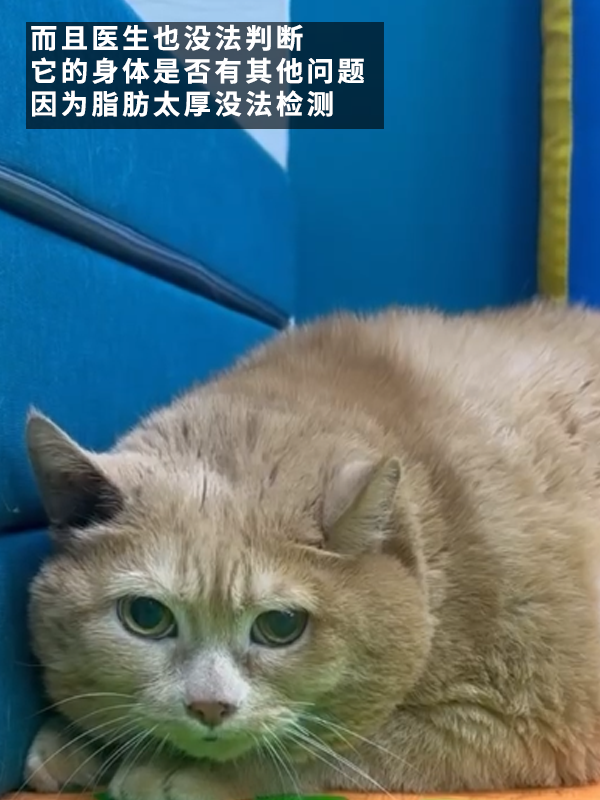 笑死！俄羅斯胖橘貓減肥時(shí)偷偷跑路：半路被卡住了 