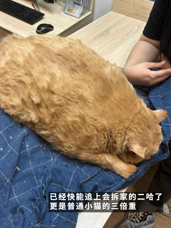 笑死！俄羅斯胖橘貓減肥時偷偷跑路：半路被卡住了 
