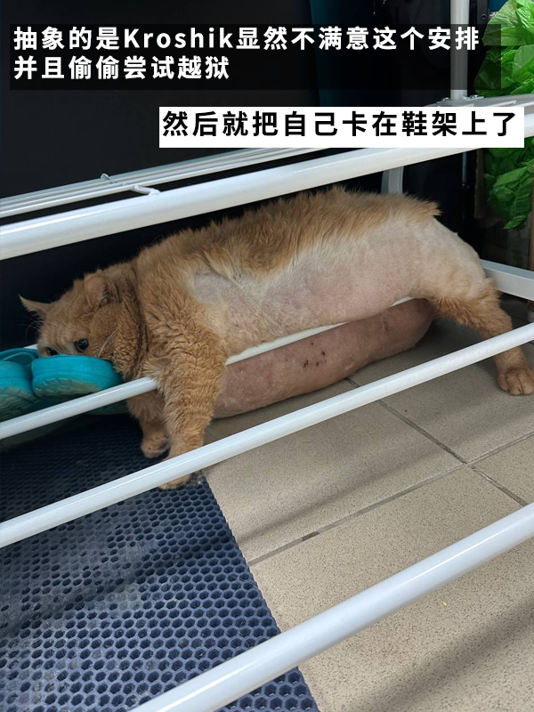 笑死！俄羅斯胖橘貓減肥時偷偷跑路：半路被卡住了 