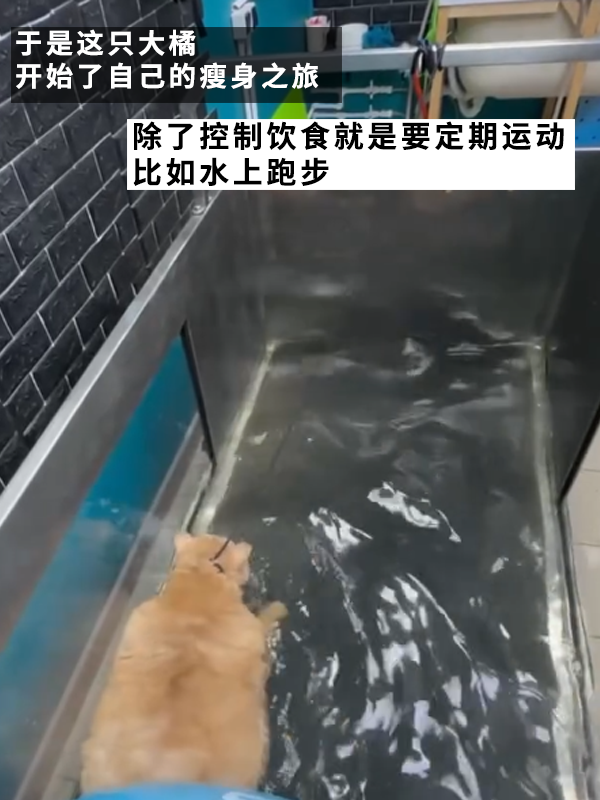 笑死！俄羅斯胖橘貓減肥時(shí)偷偷跑路：半路被卡住了 