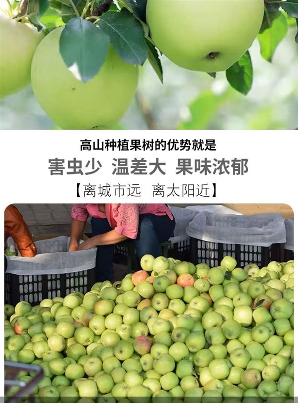 產(chǎn)地直銷！陜西青蘋果5斤13.8元、徐香獼猴桃20枚14.8元