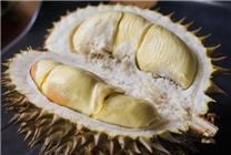 金枕榴蓮在云南試種成功：成熟果實(shí)重8斤 甜度超過(guò)34%