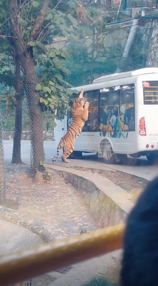 壓迫感撲面而來！動物園老虎壓住觀光大巴群眾驚叫