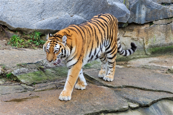 壓迫感撲面而來！動物園老虎壓住觀光大巴群眾驚叫