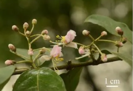 廣西發(fā)現(xiàn)新物種陽朔風(fēng)箏果：長在喀斯特石山上 數(shù)量極為稀少