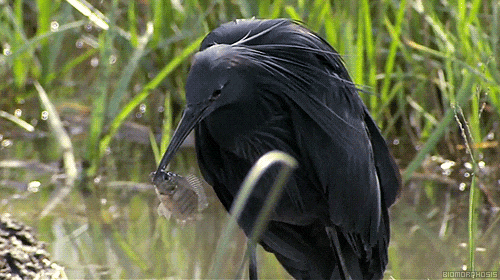 偷感很重！這鳥怎么打著一把“傘”捕魚