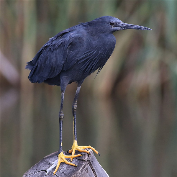 偷感很重！這鳥怎么打著一把“傘”捕魚