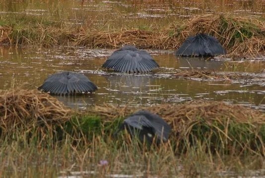 偷感很重！這鳥怎么打著一把“傘”捕魚