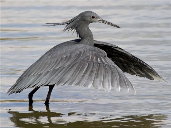 偷感很重！這鳥怎么打著一把“傘”捕魚