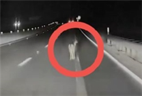 光線不足成短板！特斯拉自動(dòng)駕駛夜間失效撞飛小鹿