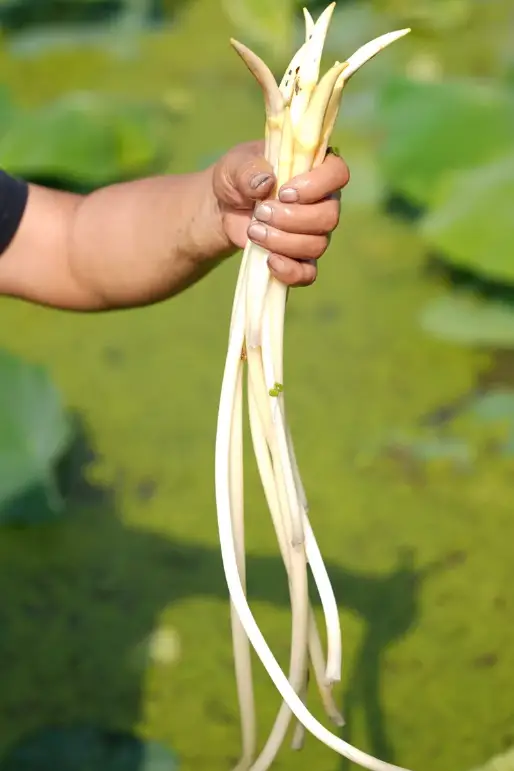 新疆的海鮮、甘肅的蝦 農(nóng)業(yè)大摸底太精彩了