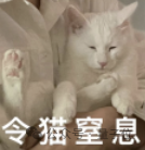 貓主子的運(yùn)動(dòng)方程 首次被物理學(xué)家破解！