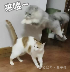 貓主子的運(yùn)動(dòng)方程 首次被物理學(xué)家破解！