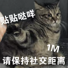 貓貓的運動方程：首次被物理學家破解了！