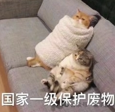 貓貓的運動方程：首次被物理學家破解了！