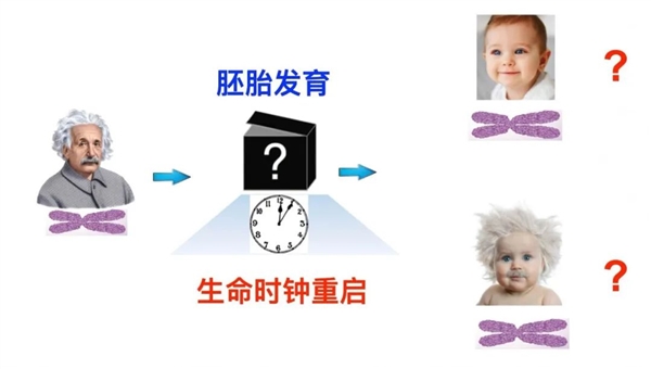30歲的卵子為什么不會生出30歲的嬰兒：探索生命時鐘重置的秘密
