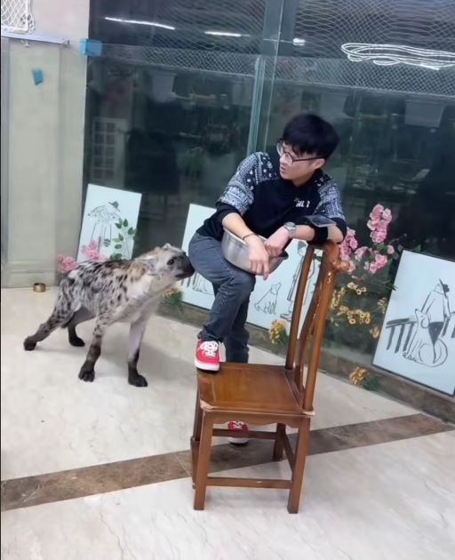 寵物樂園清潔人員屁股綁不銹鋼盆 看到斑鬣狗懂了