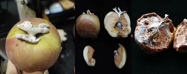 搞笑諾獎已經(jīng)過氣了 整活還得看我們菠蘿科學(xué)獎！