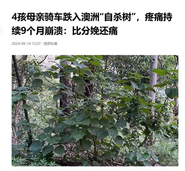 蕁麻長(zhǎng)滿毛刺還有毒 小哥30分鐘生吃35米奪冠