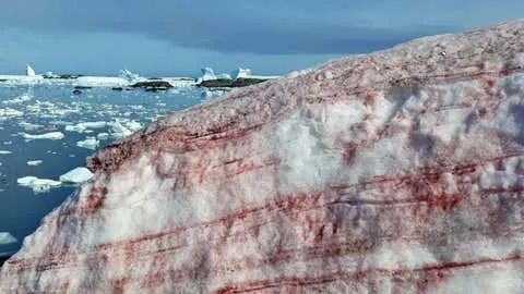 南極雪地突然變紅！出現(xiàn)詭異“血雪”：到底怎么回事