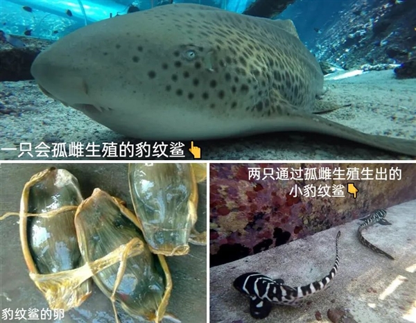 獨(dú)居16年！不用交配、它生了一個(gè)孩子