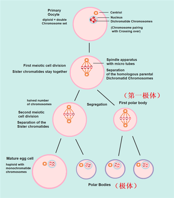 獨(dú)居16年！不用交配、它生了一個(gè)孩子