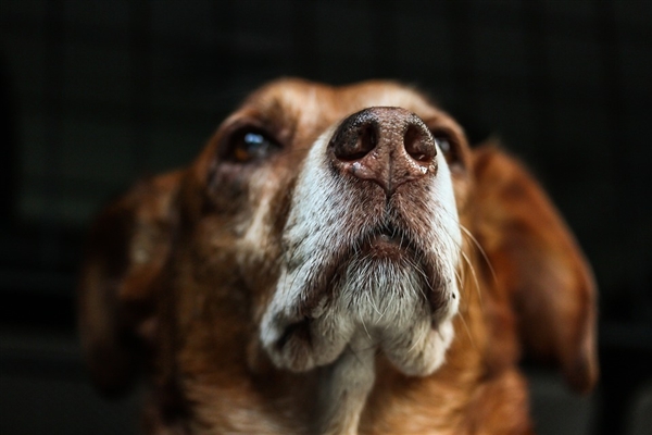 生前曾大力資助流浪狗 美國男星家中去世：遺體遭愛犬啃食