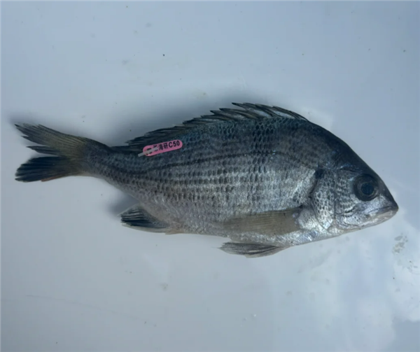 網(wǎng)友釣到帶編碼的黑鯛魚 出處找到了：系科研所投放魚苗