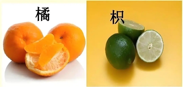 到底是橘子 還是桔子