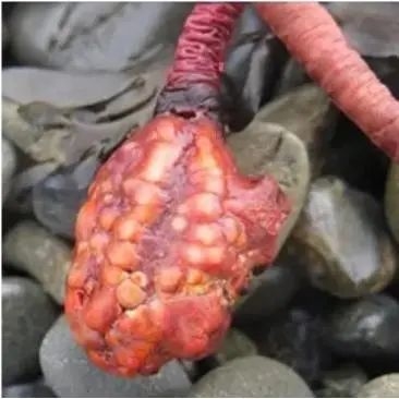 這種動物立志成為植物：外形像腦子 為了躺平吃掉自己的大腦