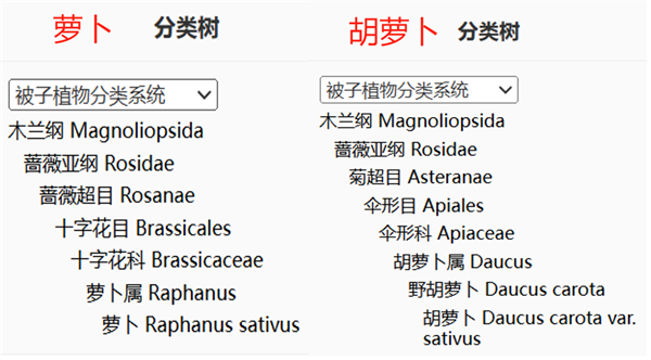 這個寶藏蔬菜是秋冬季的“小人參”：不吃就虧大了