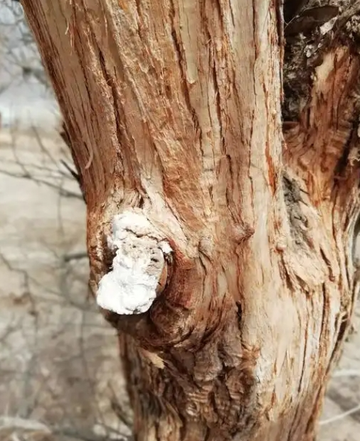 塔克拉瑪干沙漠驚現(xiàn)周長9米的巨型胡楊！為何如此強悍