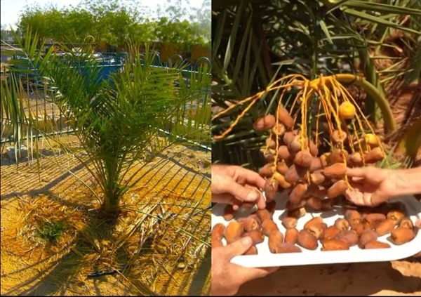 科學(xué)家復(fù)活了3萬年前的種子 開花后才發(fā)現(xiàn)和現(xiàn)代的不同