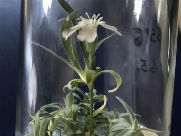 科學(xué)家復(fù)活了3萬年前的種子 開花后才發(fā)現(xiàn)和現(xiàn)代的不同