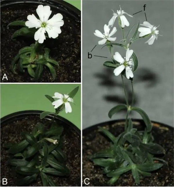 科學(xué)家復(fù)活了3萬年前的種子 開花后才發(fā)現(xiàn)和現(xiàn)代的不同