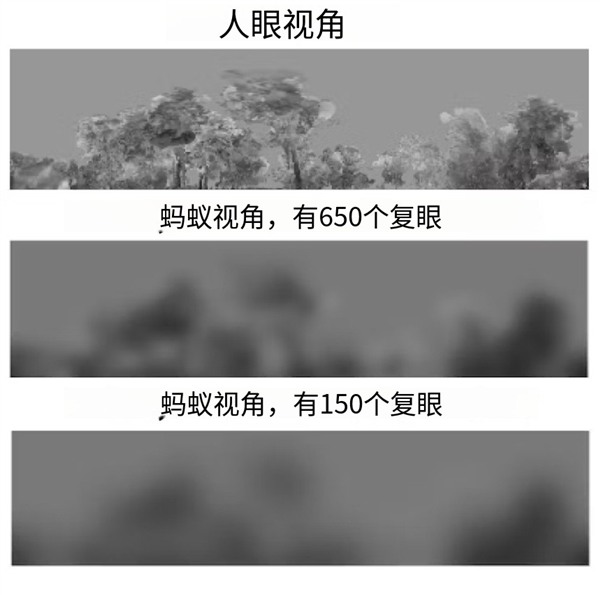 螞蟻可以看到微生物嗎