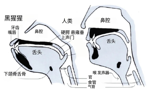 人類身上明顯的缺陷：吃飯時(shí)發(fā)出聲音會(huì)殺死自己